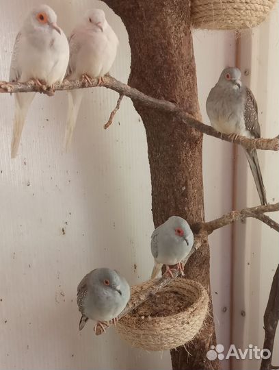 Горлица бриллиантовая