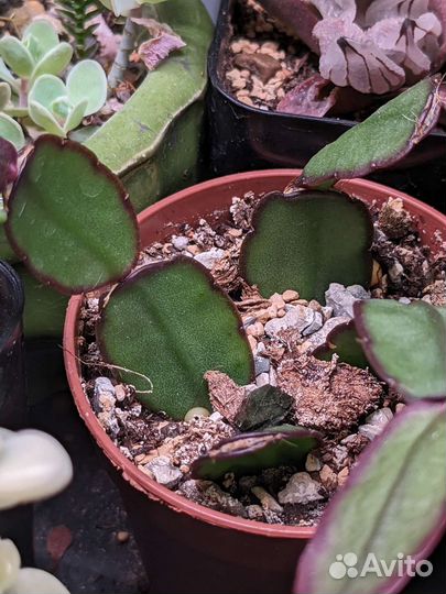 Излишки растений 2