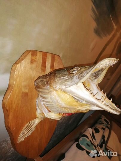 Чучело головы щуки