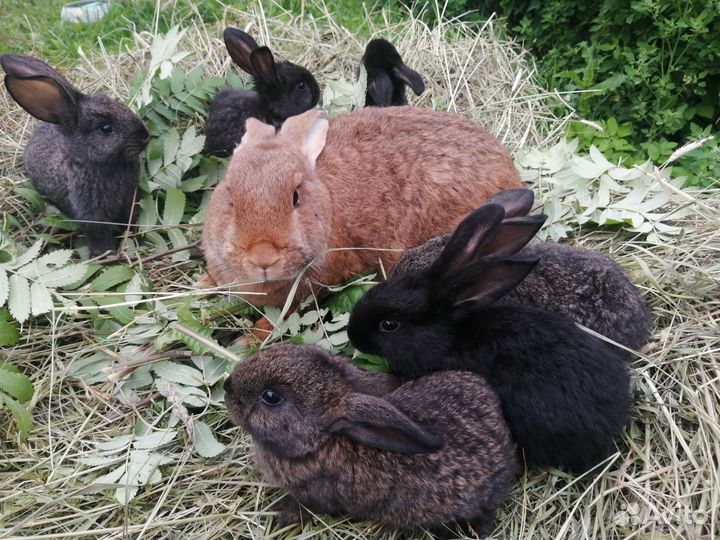 Мама с крольчатами
