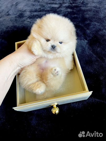 Кремовые детки шпицев