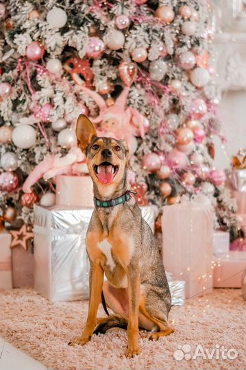 Отдается собака-улыбака