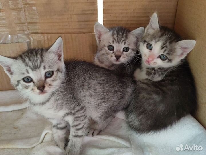 Котята в добрые руки бесплатно