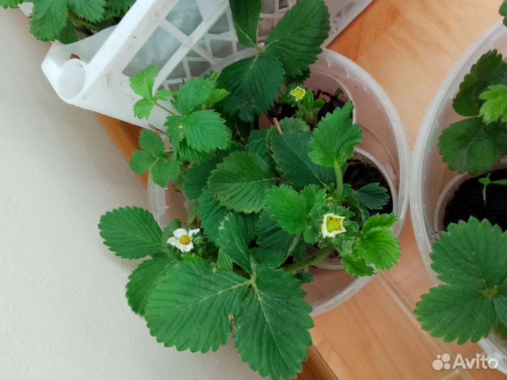 Кусты и саженцы Виктории, земляники, малины