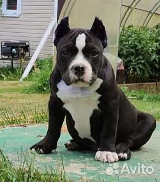 Американский булли abkc/idbc