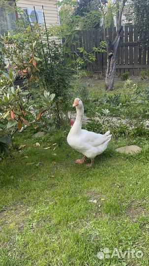 Гусь Мартин