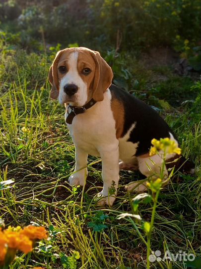 Щенки бигль