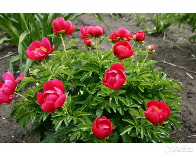 Пион Fairy Princess