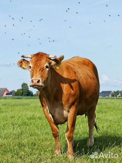 Коровы, тёлки