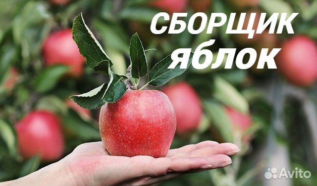 Сборщик яблок с проживанием