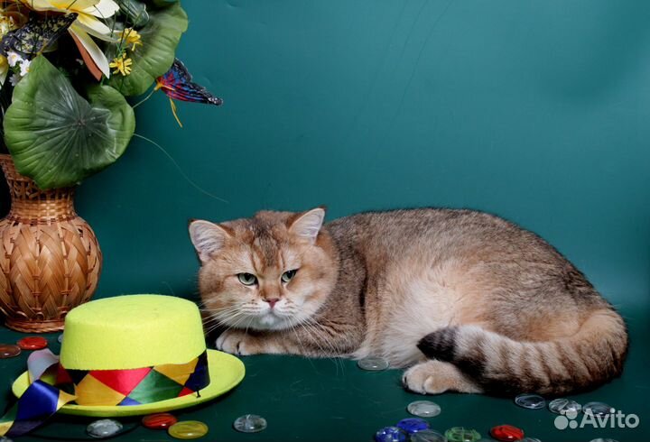 Плюшевые британцы золото и шоколад на вязку