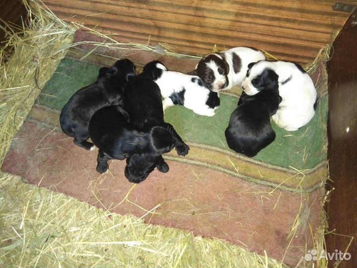 Щенки русского спаниеля