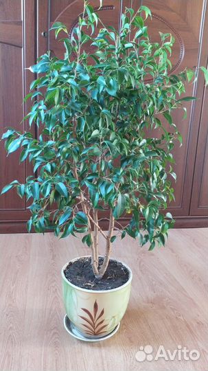 Фикус бенджамина (Наташа)