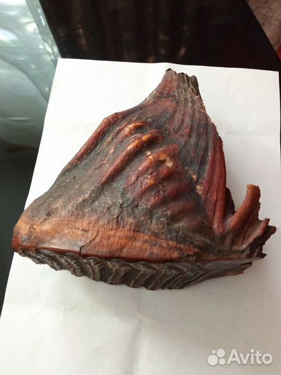 Зуб мамонта