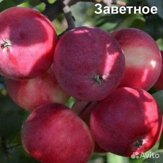 Продажа саженцев