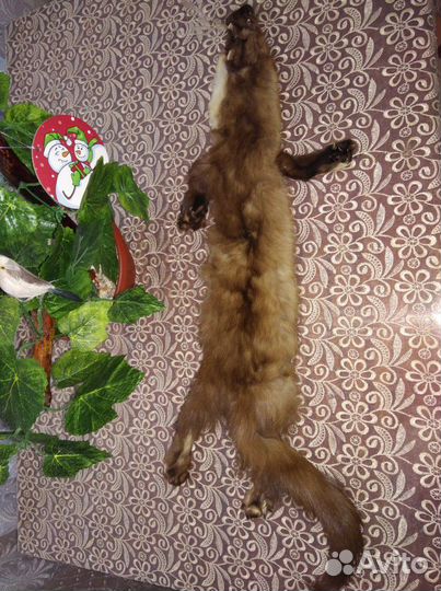 Шкурка куницы