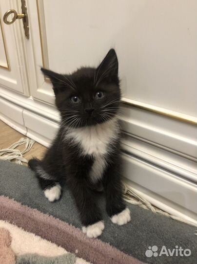 Котята. Листай. Бесплатно