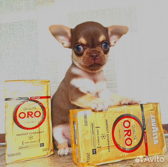 Сладкий шоко мальчик чихуахуа