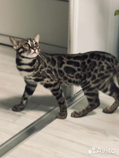 Котик гибрид Бенгал + Алк