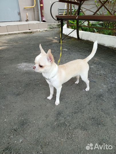 Продается щенок мальчик 6 месяцев порода Чихуахуа