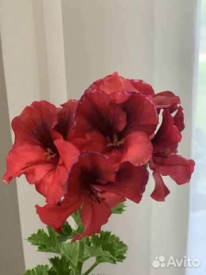 Пеларгония королевская