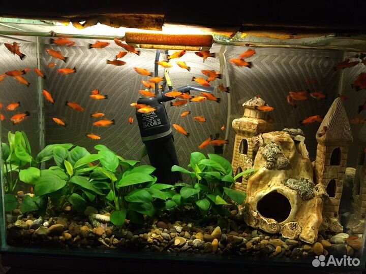 Молодь меченосцев