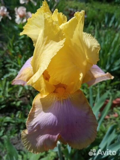 Ирисы для сада