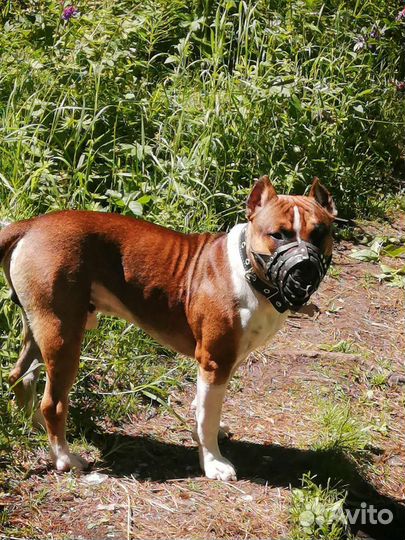 Кобель амстаф для вязки