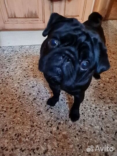 Чёрный мопс кобель для вязки