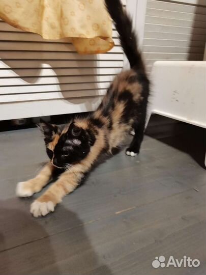 Котёнок трехцветный в дар