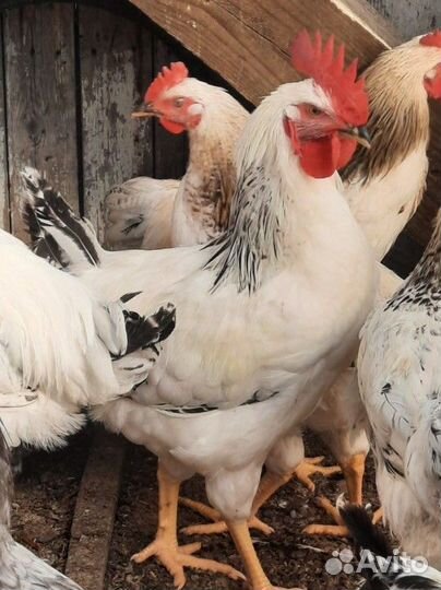 Петушки взрослые