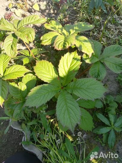 Роджерсия каштанолистая