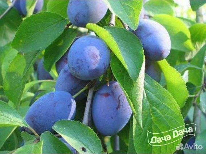 Саженцы малина, груша, вишня, виктория