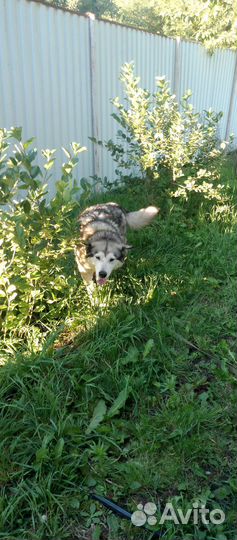 Аляскинский маламут бесплатно