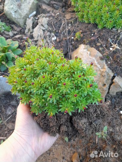 Почвопокровные суккуленты для альпийской горки