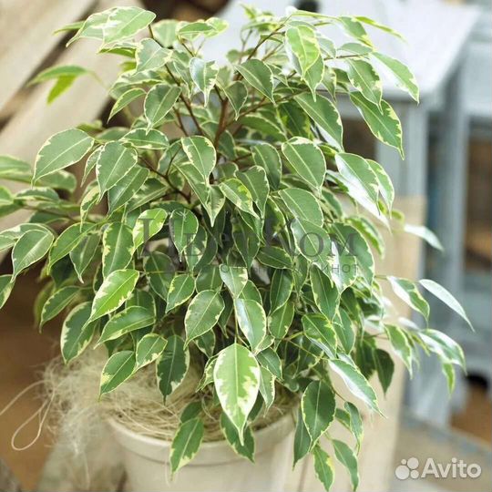 Фикус Бенджамина пестролистный