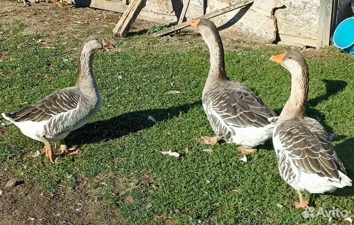 Продам гусей