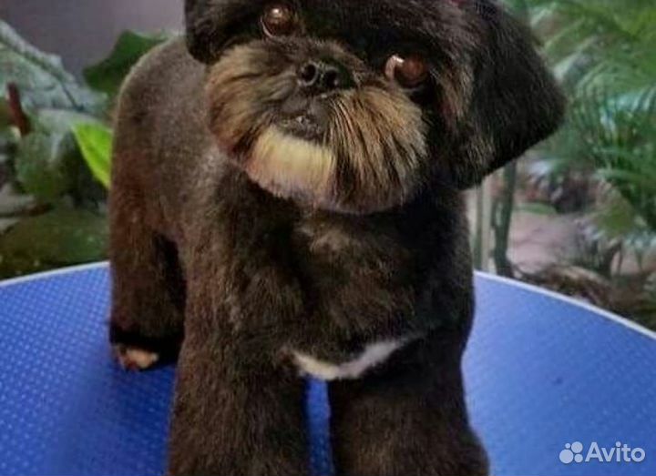 Стрижка кошек и собак. Выезд на дом