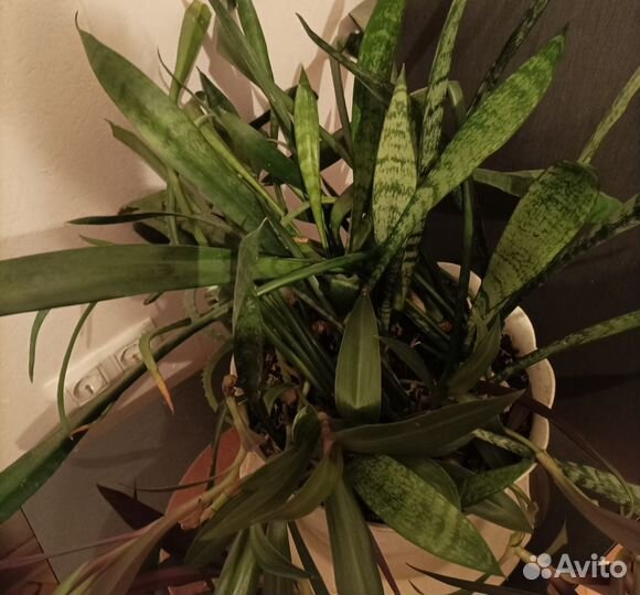 Сансевиерия