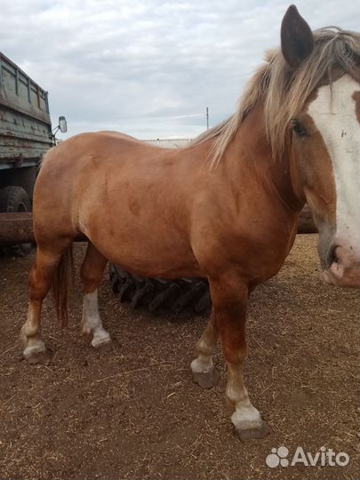 Продам лошадей племенных