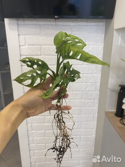 Монстера манки маск