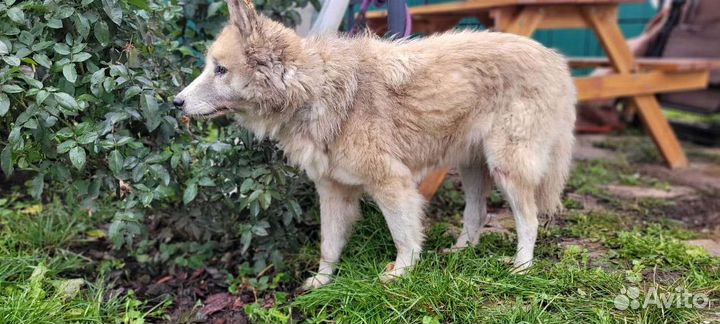 Собака в добрые руки отдам бесплатно