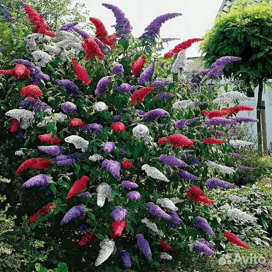 Будлея Давида растения для сада и дачи