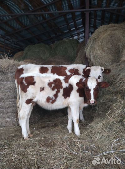 Продам тёлку 7 месяцев