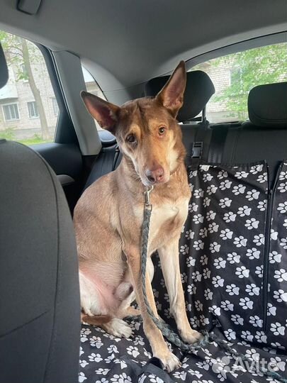 Собака в добрые руки