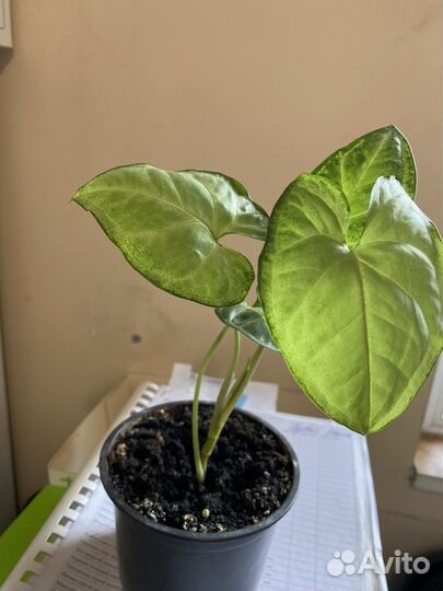 Сингониум Вайт