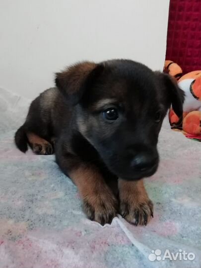 Маленький щенок в дар