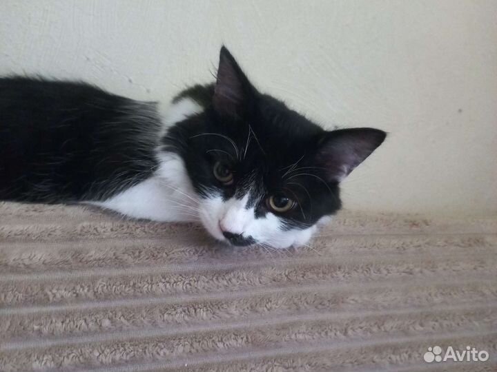 Кошка в дар