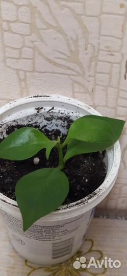 Комнатные цветы