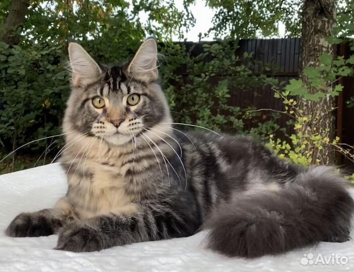 Котята мейн-кун мальчик